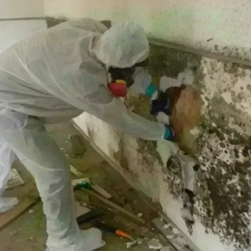 Mold Remediation and Removal in Pearson, GA